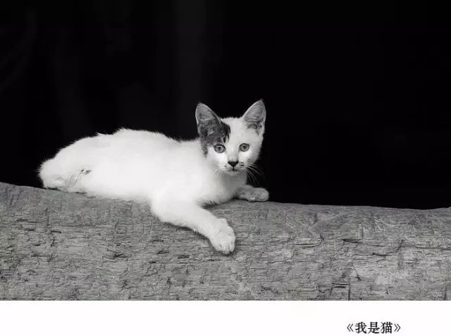 我是猫猫小说 3022670d028045d99ea7c9140591f6d1.jpeg