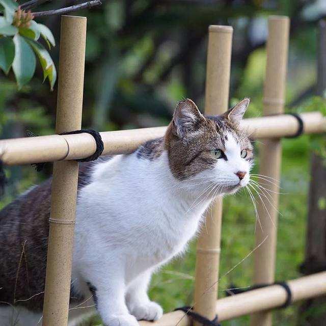 猫咪害怕的躲起来是什么原因 31c6e3ca295942aba7948838905a1dbf.jpeg