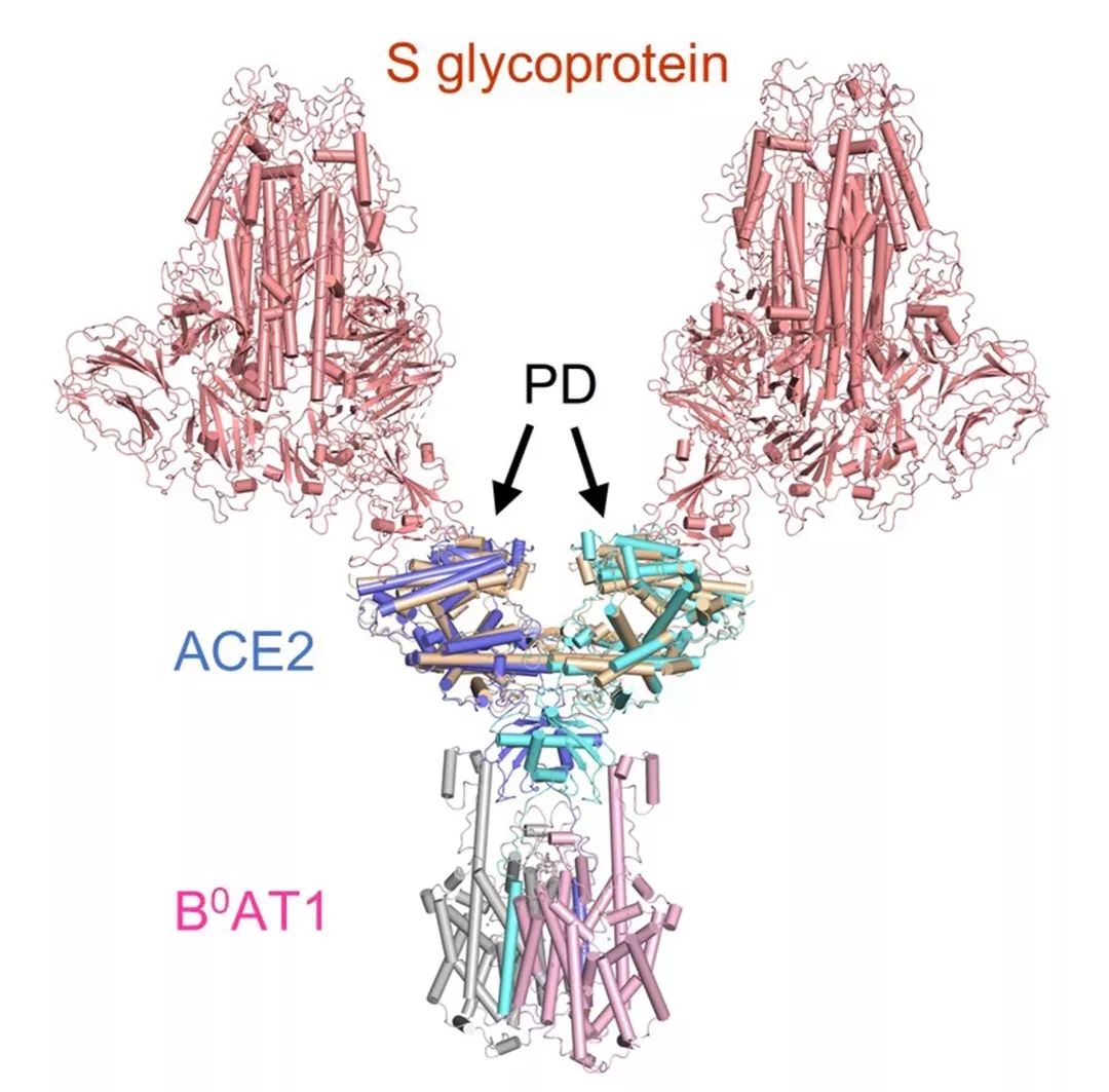 西湖大学宣布成功解析新冠病毒细胞受体空间结构