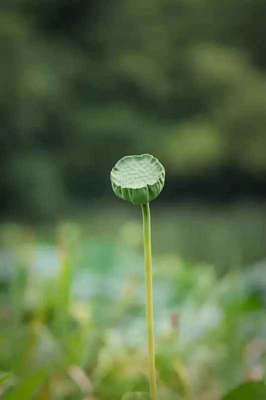 一念心清净简谱_爱音乐 一念心清净