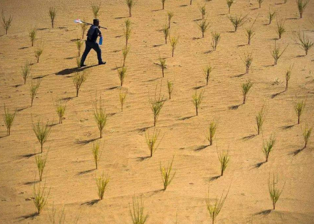 现在能种树了吗 3ba5964c148547788cd4bacd53219a3b.png