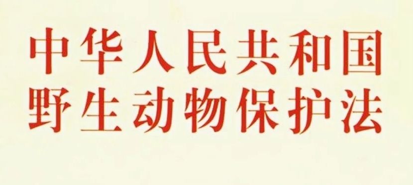 《中华人民共和国野生动物保护法》《中华人民共和国陆生野生动物保护