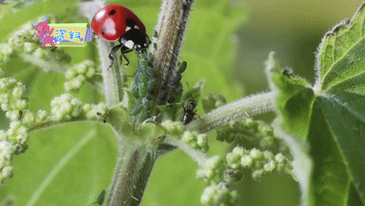 消灭蚜[yá]虫,可以帮助农夫伯伯把它们放在田间,七星瓢虫可是益虫哦