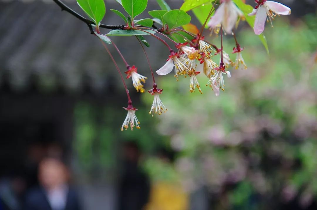 足不出门神游屋外雨水读诗唤春来