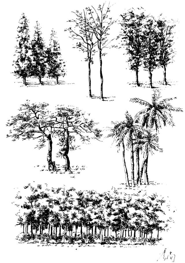 以重色为主要表现手段的背景树,旨在用极暗色调表现成片的背景树丛