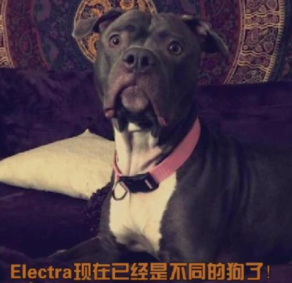 比特犬被送進收容所，得知主人不會再回來，再兇猛的狗也忍不住了 寵物 第7張