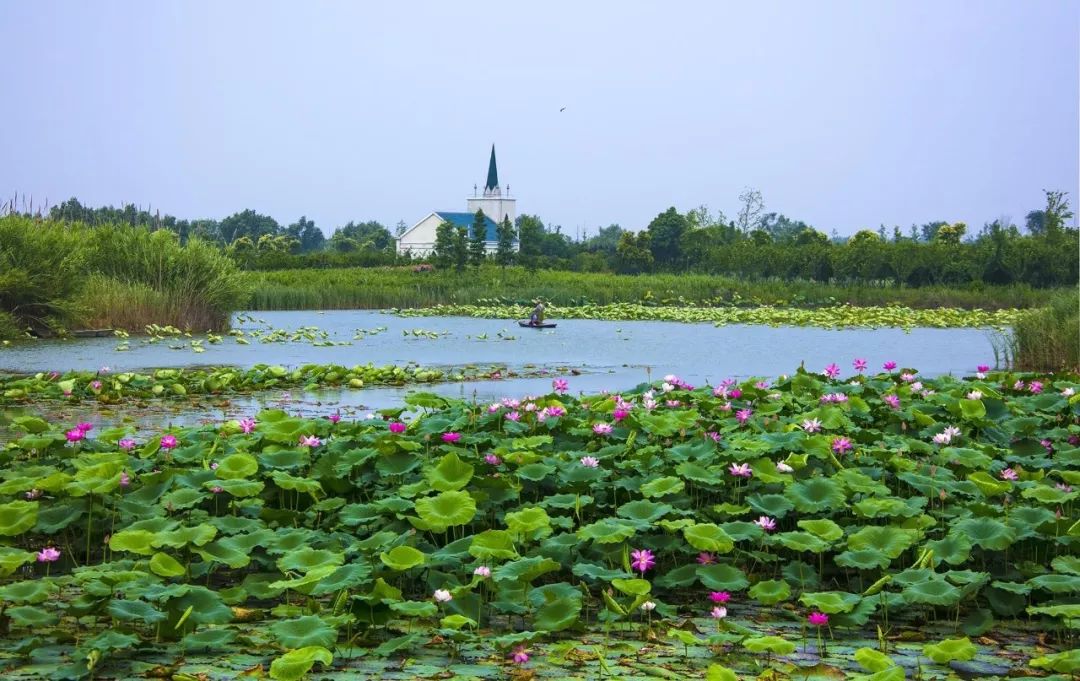 泗洪洪泽湖湿地景区招聘 ‖ 工作就是旅游,旅游就是工作