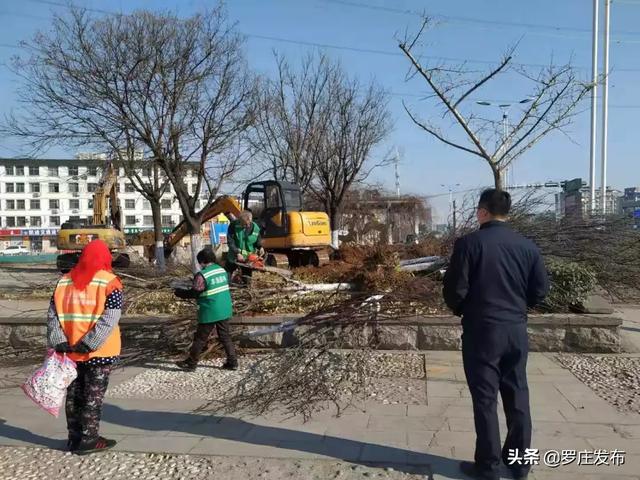 罗庄通达南路道路拓宽提升1万余株苗木搬新家