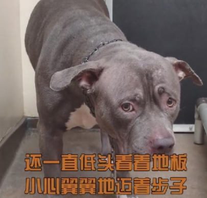 比特犬被送進收容所，得知主人不會再回來，再兇猛的狗也忍不住了 寵物 第4張