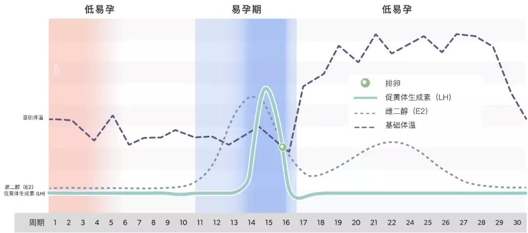 论精准测排卵的重要性想怀孕的你必须要知道