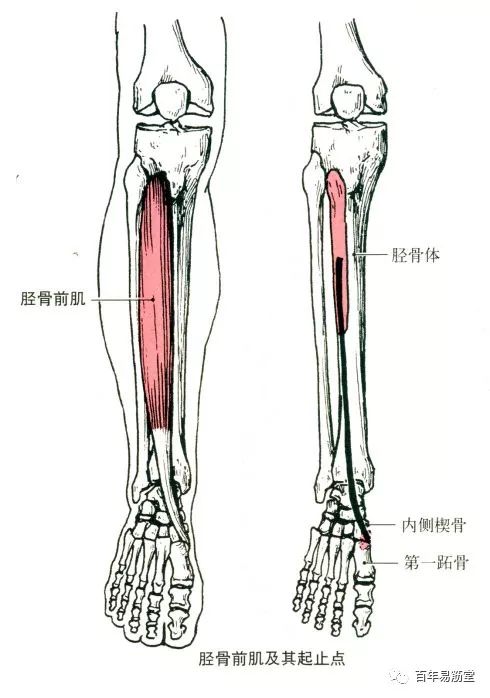 小腿后侧肌肉分布图 75596aafe14b48bb88a5d19e57320d7b.jpeg