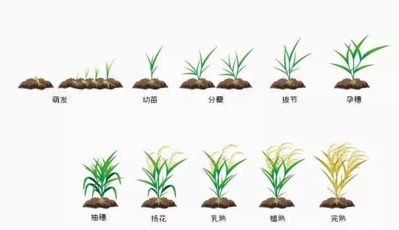 亲子活动: 《一粒米的故事》 对宝贝们说一说水稻的生长过程吧!