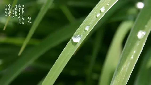 把春的快乐送到你手头, 把春的幸福送到你心头, 雨水到来乐开怀, 心