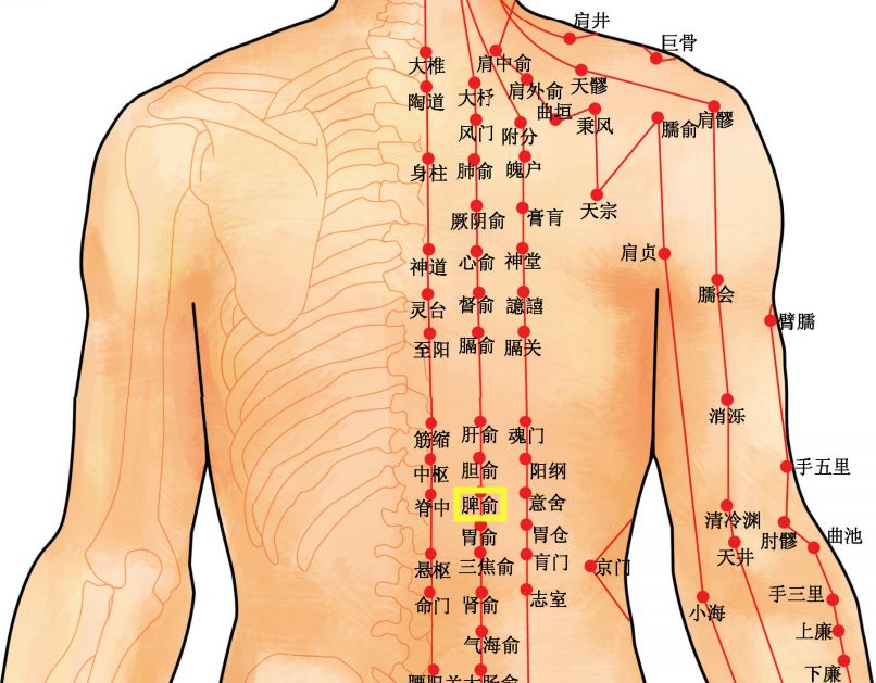 穴位知识   十二经脉·足太阳膀胱经之脾俞穴