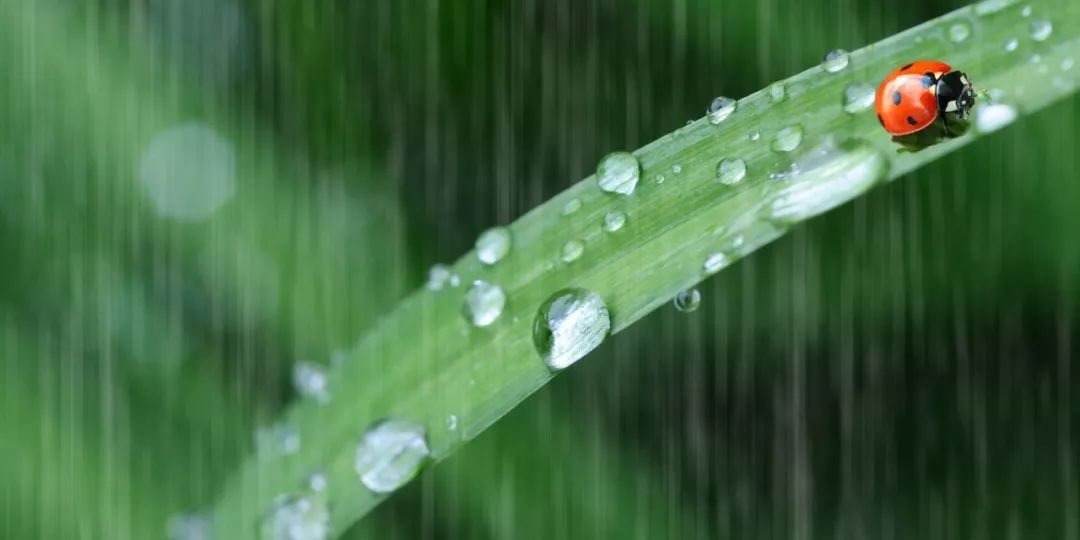 迎一场春雨,等一片花开,今日雨水,最宜养肝脾!