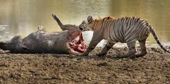 老虎尋食竟發現氣息微弱的野豬，大吃一段之後老虎最後竟發愁了 寵物 第2張