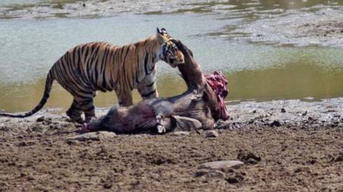 老虎尋食竟發現氣息微弱的野豬，大吃一段之後老虎最後竟發愁了 寵物 第3張