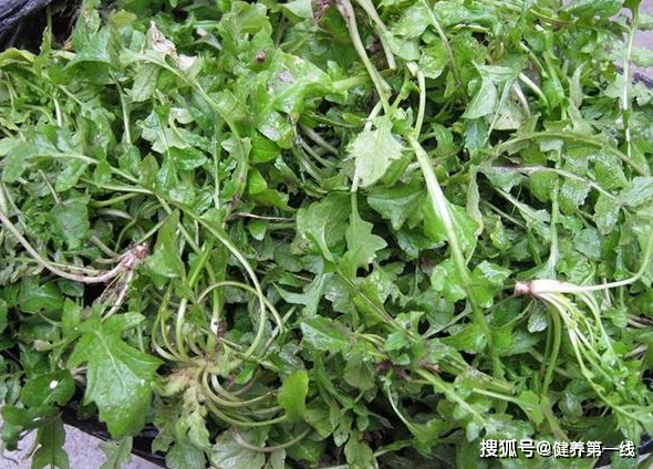 什么菜适合在阴凉处种 9d0c40edb48746c98c61e7bc76fceb77.png