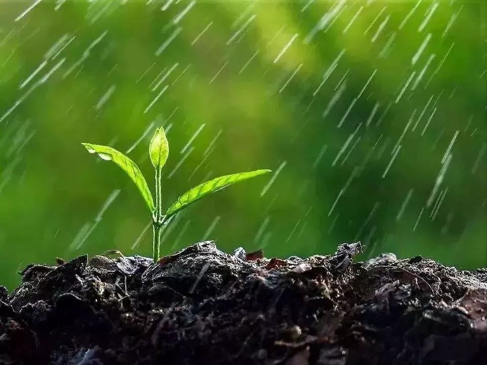 【节气】今日雨水 ,风雨送春归