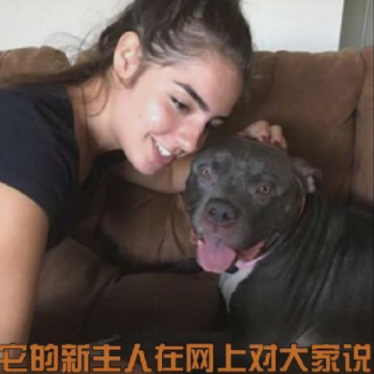 比特犬被送進收容所，得知主人不會再回來，再兇猛的狗也忍不住了 寵物 第5張