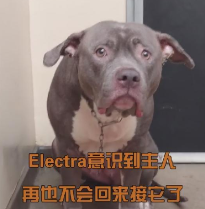 比特犬被送進收容所，得知主人不會再回來，再兇猛的狗也忍不住了 寵物 第3張