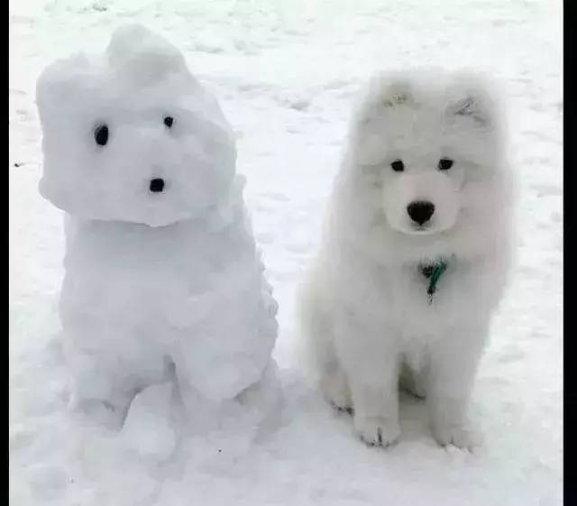 萨摩耶这雪人堆的也太对不起我的模样了