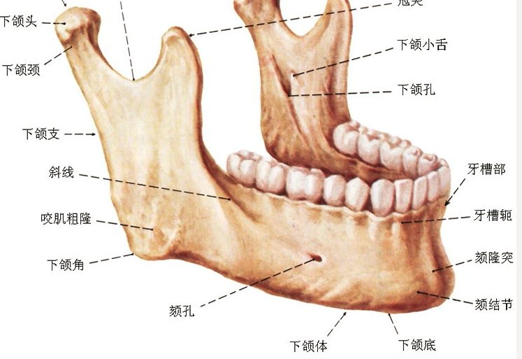 下颌角包括 从下颌头到下颌底,一般修容的时候是修 下颌支,下颌角和