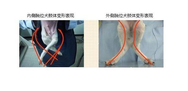 原创狗狗装瘸是耍心机求关注或是髌骨脱位不重视它或再也站不起来