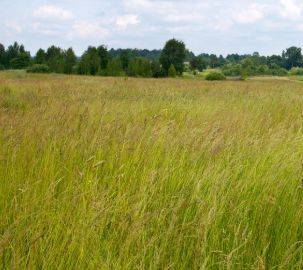 啥时候种地 bda705dd16044b2c8a42a2b197ff6629.jpeg