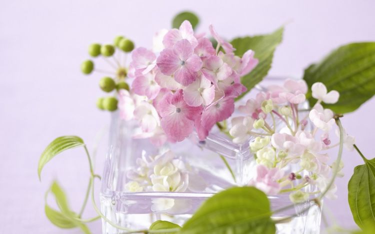 三色堇第一季全集无删减版 cb179ff8566947a2804ae916359cc0bf.jpeg