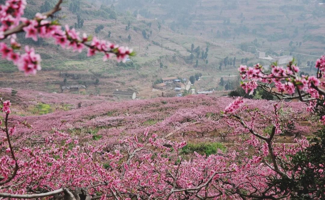 龙泉驿区的桃花故里