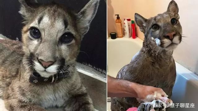 最可怕的动物园是哪个动物园 d06c76830ba14ef3bd1474b819ba259e.jpeg