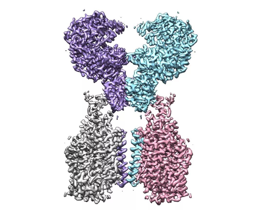 西湖大学宣布成功解析新冠病毒细胞受体空间结构