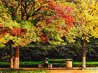 安徽淮北公园里，银杏叶、红叶组成一道靓丽风景线，景色如画卷！