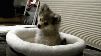 0442e899ce6a4737b3976750aee8ec04.gif