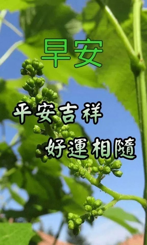 早上空气清新,叫你事事顺心;上午阳光明媚,祝你薪水翻倍;下午小风娇好