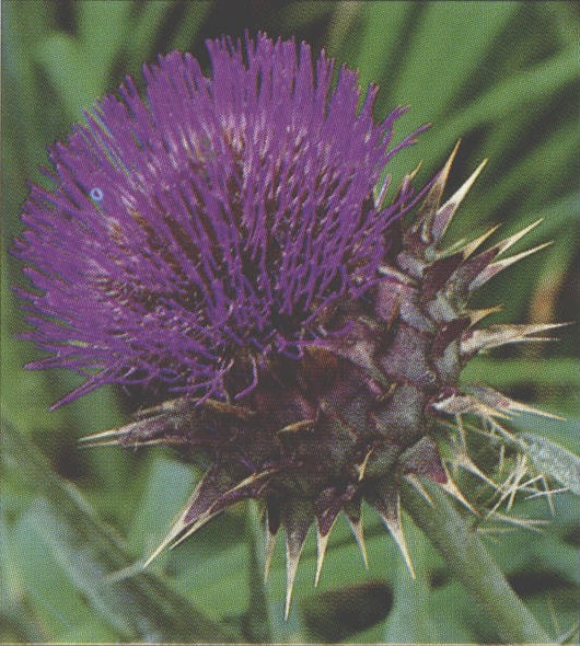 2020年生肖运气大排名_1982年属狗的人2020年运程