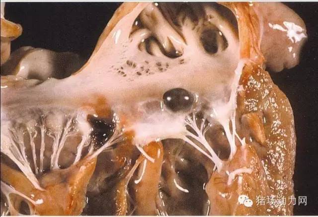 8 生长猪心内膜菜花样增生物,见于链球菌病.