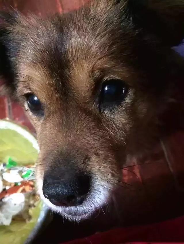 狗狗一直看着主人的眼睛 104fa6ad080048b586062e994d08d36a.jpeg