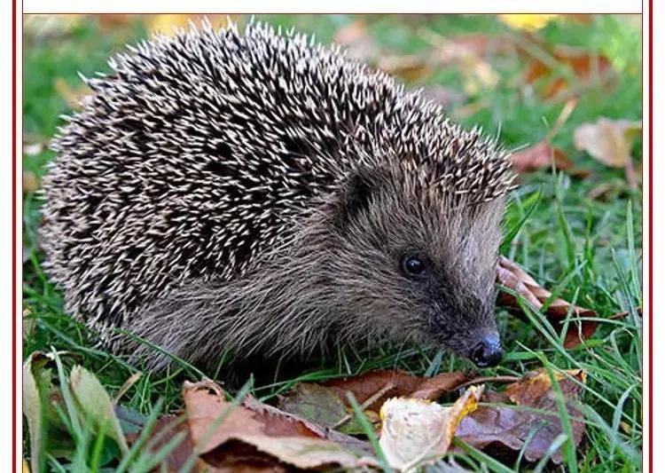 食用|人类不能吃的十大野味排行，蝙蝠第一，最后一个不少人吃过！