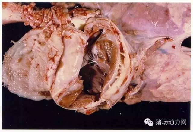 技术史上最全的猪肺部疾病解剖图你知道多少