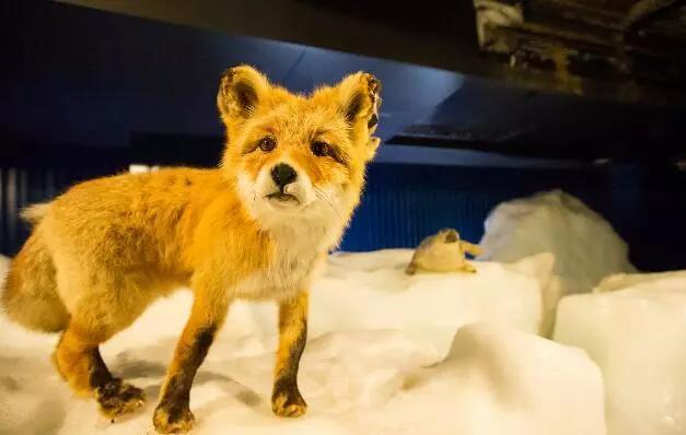 食用|人类不能吃的十大野味排行，蝙蝠第一，最后一个不少人吃过！