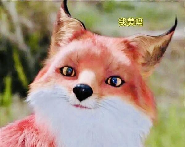 七七是个小狐狸 1d37adc5ad3a4beca78f0dd31e6d73a1.jpeg