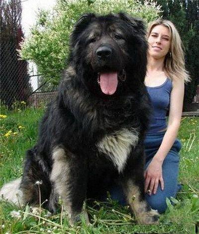 原创战斗民族犬中的战斗机高加索犬