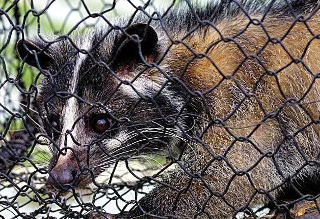 食用|人类不能吃的十大野味排行，蝙蝠第一，最后一个不少人吃过！