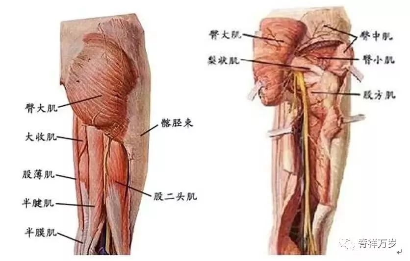 大腿为什么麻,痛?