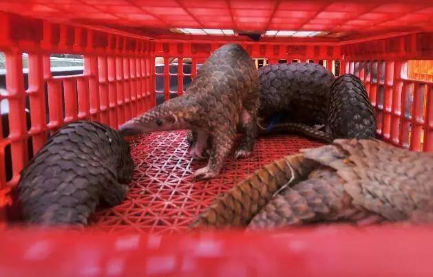 食用|人类不能吃的十大野味排行，蝙蝠第一，最后一个不少人吃过！