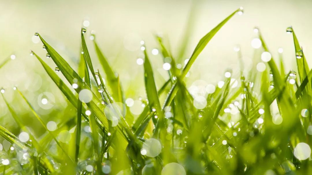 小楼一夜听春雨