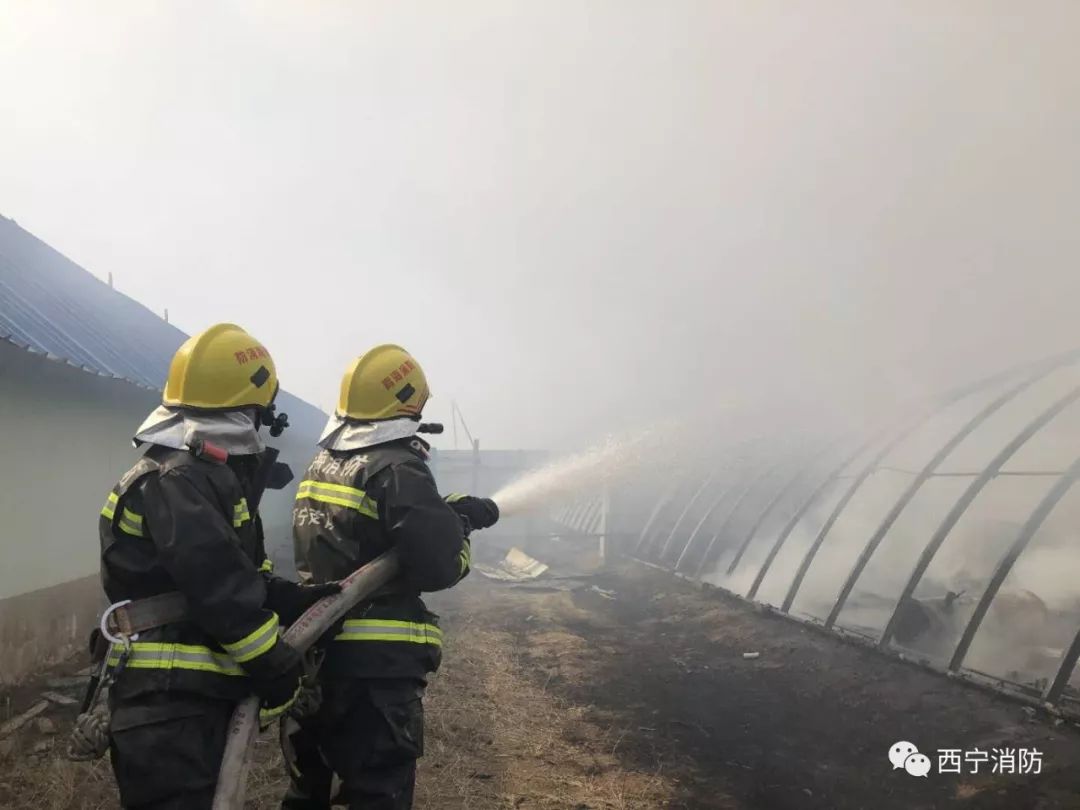 西宁市一处温室大棚着火烧死30余只鸡鸭