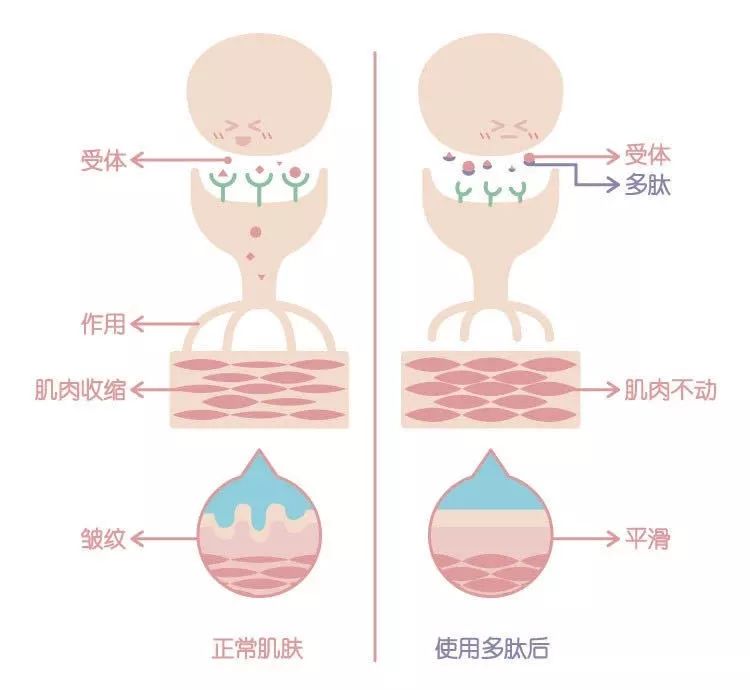 类肉毒素作用的胜肽里最著名的就是argireline03(乙酰基六肽-8)和